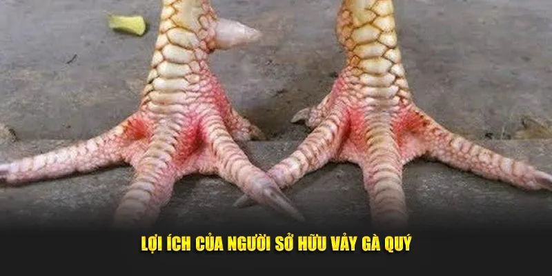 Lợi ích của người sở hữu vảy gà quý