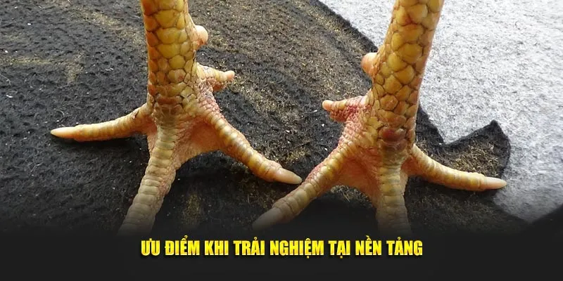 Những lợi ích vượt trội khi bạn gia nhập nền tảng này