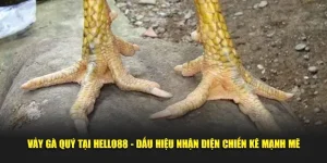 Vảy gà quý hello88