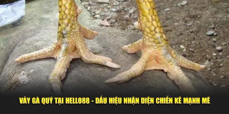 Vảy gà quý hello88